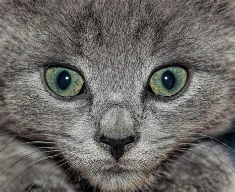 Wide Eyed Kitten Photograph By Francis Sullivan Pixels