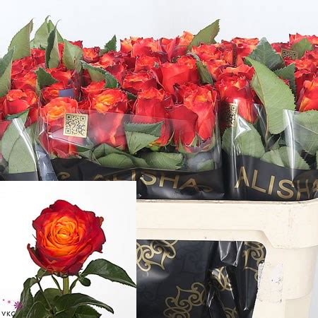 Rose Atomic 70cm Wholesale Dutch Flowers Florist Supplies UK