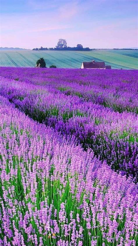 Lavender Beautiful Landscapes Beautiful Nature Nature Pictures