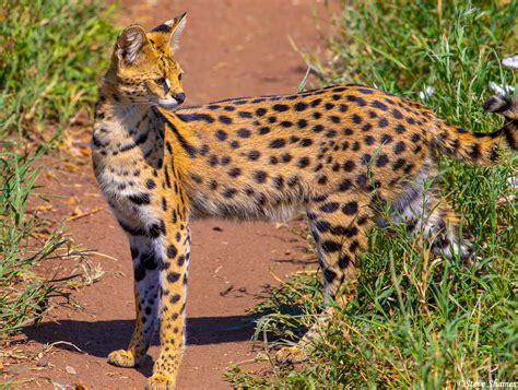 Africa Serval Cat Serengeti National Park Tanzania 2021 Steve