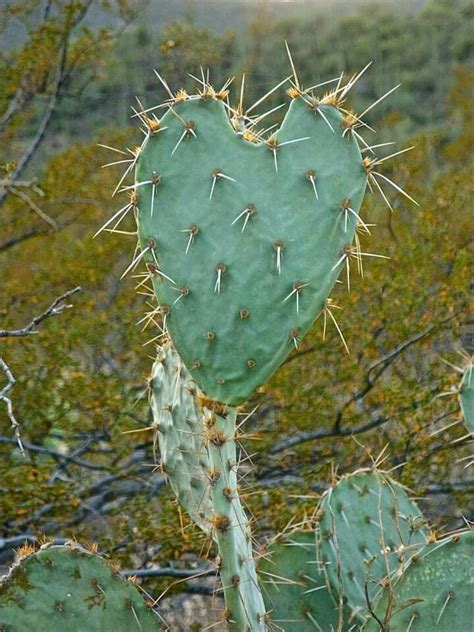 The saguaro cactus is composed of a tall, thick, fluted, columnar stem, 18 to 24 inches in diameter, often with several large branches (arms) curving more smaller roots run radially to a distance equal to the height of the saguaro. Pin by Diane Hill on Arizona | Desert aesthetic, Arizona ...