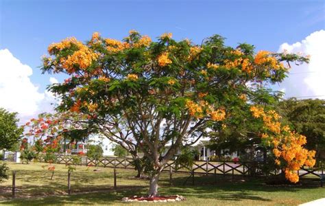 Geiger tree is very drought and salt tolerant and makes a great courtyard tree or small space garden tree due to its slow. 78 best images about Landscape Ideas and Plants I Like on ...