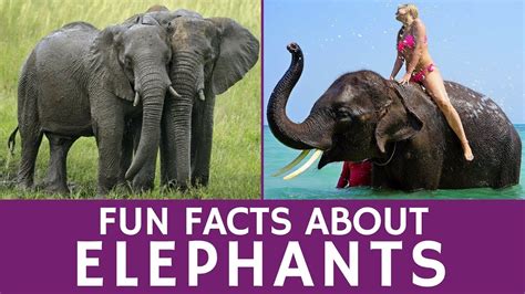 Interesting Facts About Elephants Fun Facts About Ele