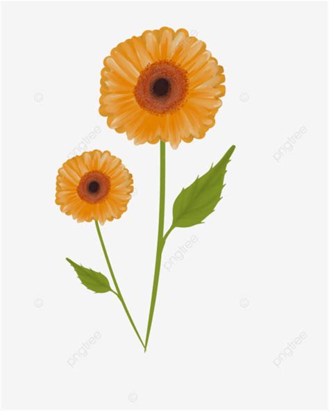 Two Stalks Yellow Flowers Clipart Hand Drawing Watercolor Flower