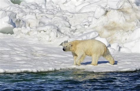 Polar Bear Kills A Woman And Her 1 Year Old Son In Western Alaska