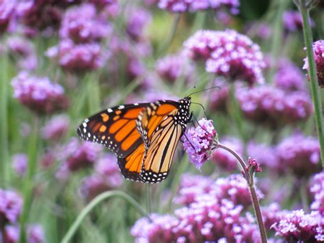 It may be the most familiar north american butterfly, and is considered an iconic pollinator species. Free Images : nature, meadow, flower, purple, insect ...