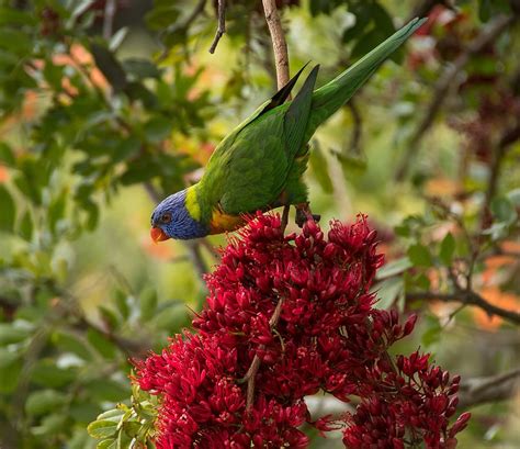 Free Download Rainbow Lorikeet Parrot Colourful Bird Australian