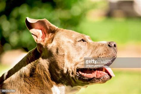 Happy Pit Bull Photos And Premium High Res Pictures Getty Images