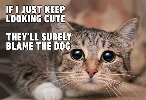 Cats Definitely Own Us All These Funny Memes Make It Clear Film Daily
