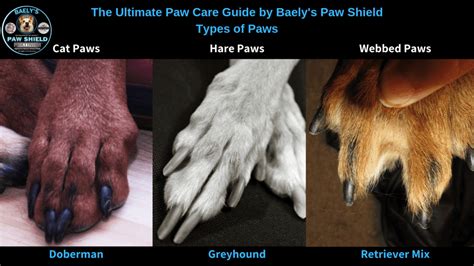The Ultimate Guide To Caring For Your Dogs Paws Paw Care Art