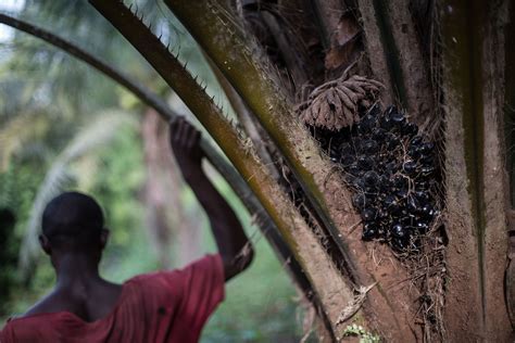 Industrial Palm Oil Investors Struggle To Gain Foothold In Africa