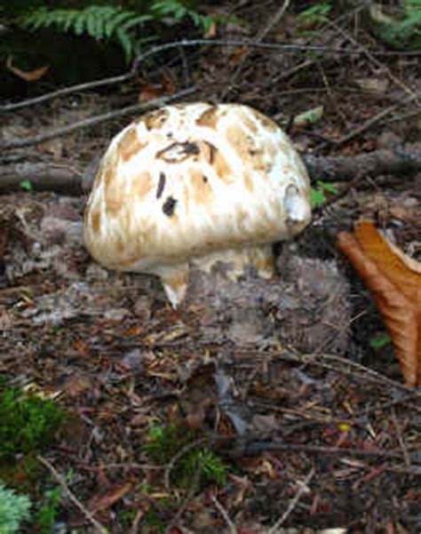 (White) Matsutake (Tricholoma magnivelare) - Mushroom-Collecting.com