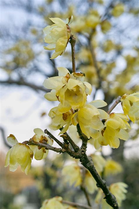 Hd Wallpaper Japan Hino Mogusa Blossom Flower Yellow Wintersweet