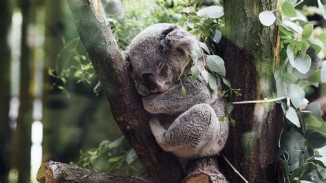 Nature Animals Koalas Sleeping Trees Leaves Branch Baby Animals Plants Wallpapers Hd