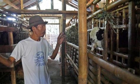 Kandang kambing bisa dibuat dengan sederhana, sebab kambing bisa dibiarkan bebas dengan cara digembala. Tips Bikin Kandang Kambing yang Sehat dan Ramah Lingkungan | Beta News