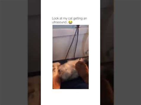 Maybe you would like to learn more about one of these? Cat getting an ultrasound - Funny Memes - YouTube