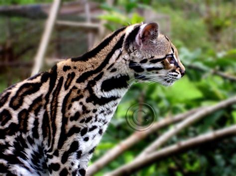 Costa Rica Margay The Margays Is Perhaps The Most Beautifu Flickr
