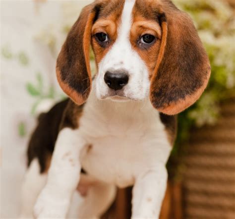 Maybe you would like to learn more about one of these? Mature Tri-Colour Beagle puppies - Kellys Kennels
