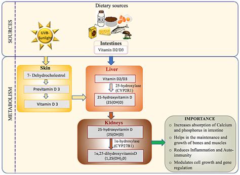Vitamin d is transported from intestine to the liver by binding to vitamin d binding globulin. Frontiers | Vitamin D Deficiency in the Gulf Cooperation ...