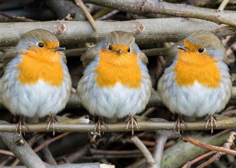 Three Little Robins All In A Row 😊 Pet Birds Cute Birds Birds