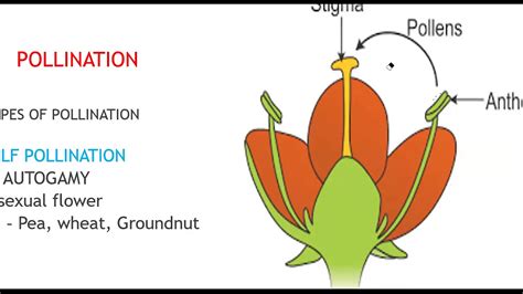 different flowering plants and their pollination methods