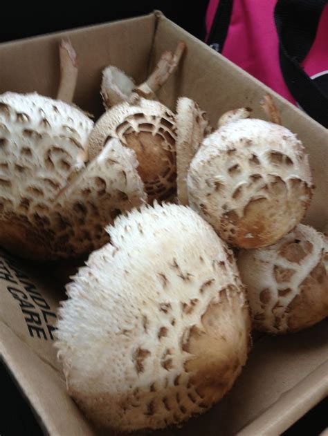 11 Best Edible Mushrooms Images On Pinterest