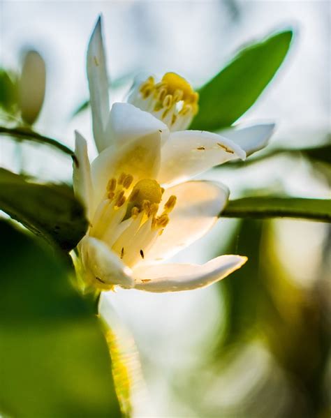 Orange Blossom Bloom Free Photo On Pixabay Pixabay