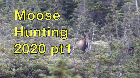 Moose Hunt 2020 Pt 1 Youtube