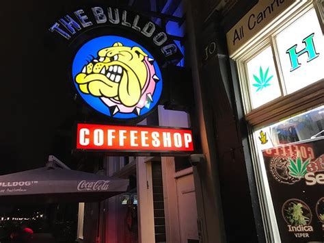Coffeeshop the bulldog has several locations throughout amsterdam. Smoothies Bulldog Coffeeshop / Dog Sitting In Cafe Looking ...