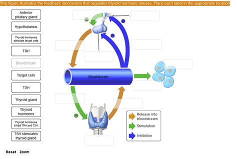 SOLVED This Figure Illustrates The Feedback Mechanism That Regulates