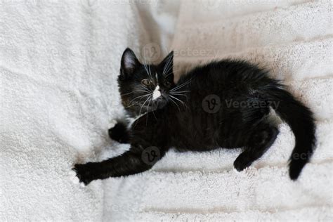 Gato Preto Com Mancha Branca