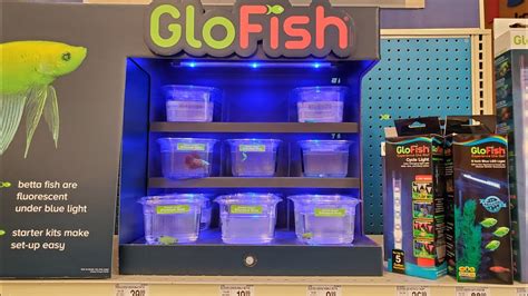Betta Fishnew Rare Glo Betta Fish Glo Products At Petsmart