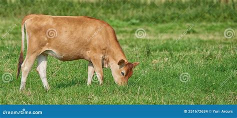 A Brown Cow Grazing On An Organic Green Dairy Farm In The Countryside Cattle Or Livestock In An