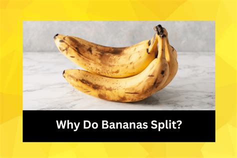 Why Do Bananas Split 3 Banana Splitting Facts Time To Go Bananas