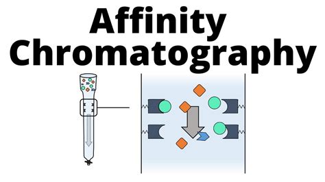 Affinity Chromatography Youtube