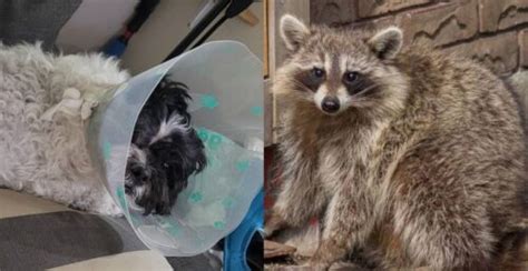 Raccoons Rip Dogs Eye Out And Injure Owner In Vicious Kitsilano Attack
