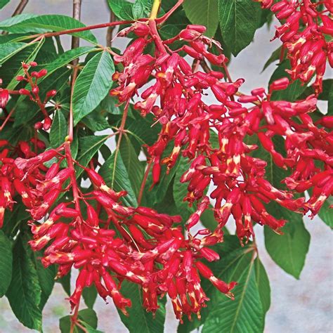 Check spelling or type a new query. Spring Hill Nurseries Red Flowers Red Buckeye (Aesculus ...