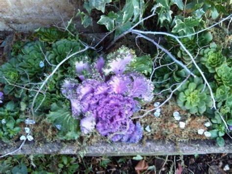 A close up | Garden styles, Garden, Style