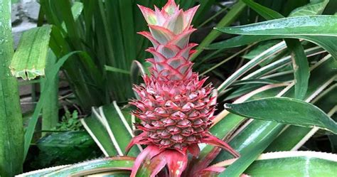 Red Pineapple Plant Now Available On The Home Depot