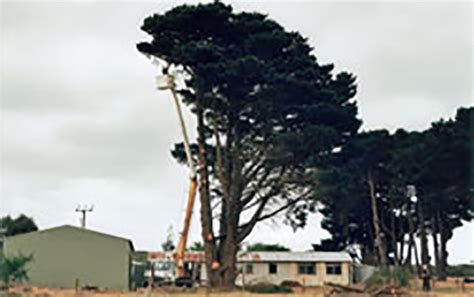 Deliveries can be made in the evenings and weekends if. The Tree Fellers | Arborists|Victor Harbor Tree Removal ...