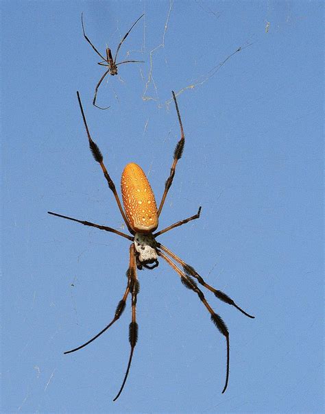 Banana Spider Photograph By Ira Runyan Pixels