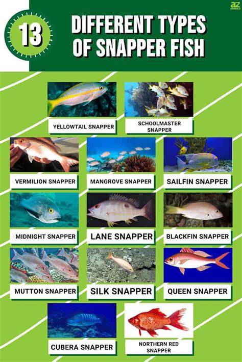 13 Different Types Of Snapper Fish Ranked By Size A Z Animals