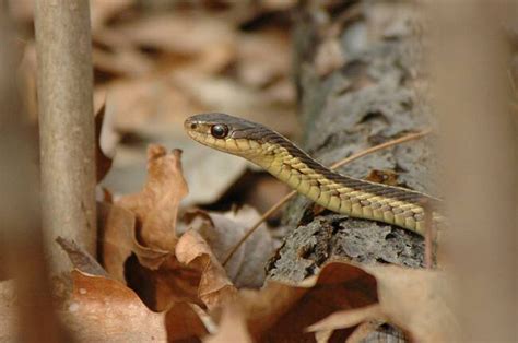 Snakes In A Park Palisades Interstate Park In New Jersey