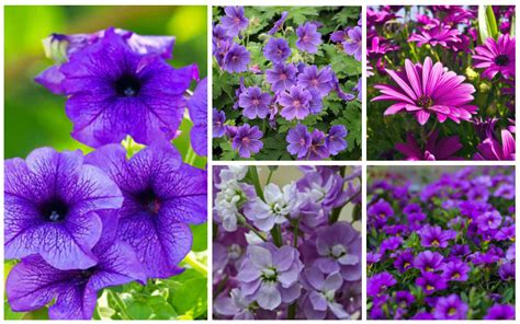 5 Petal Purple Flower Names Best Flower Site