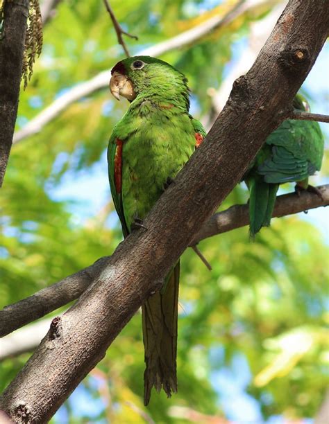 Crimson Fronted Parakeet Aves De Orosi Y Tapanti · Inaturalist