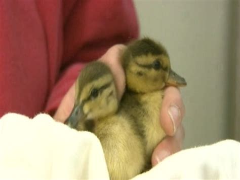 Rescuers Save Ducklings From Storm Drain Nbc News