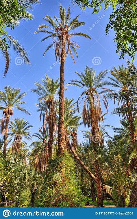È quanto emerso da un'intervista al presidente del consorzio di tutela del prodotto, salvatore lodico, il quale ha ripercorso, attraverso alcuni ricordi personali,… Palme Da Datteri In Giungle Nell'oasi Di Tamerza, Sahara ...