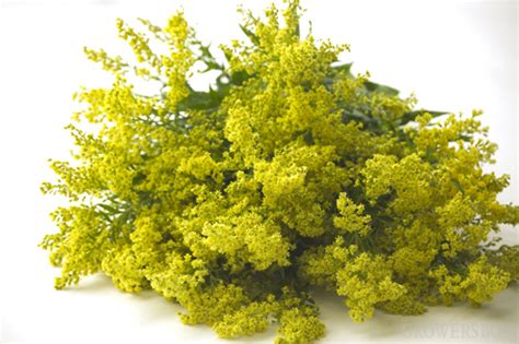 E veselie, voie buna si toata lumea e cu sufletul deschis. De ce este ziua de Sânziene o sărbătoare a bucuriei ...