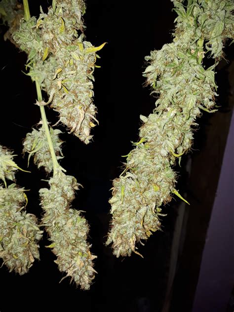 Purple Kush Autoflower Grow Journal Harvest11 By Growdiaries