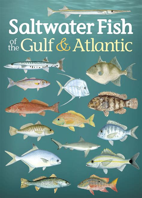 Gulf Of Mexico Saltwater Fish Id
